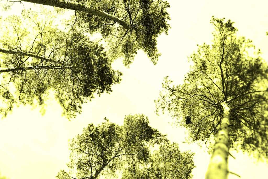 Trees photographed from below with a green-yellow cast to the photograph