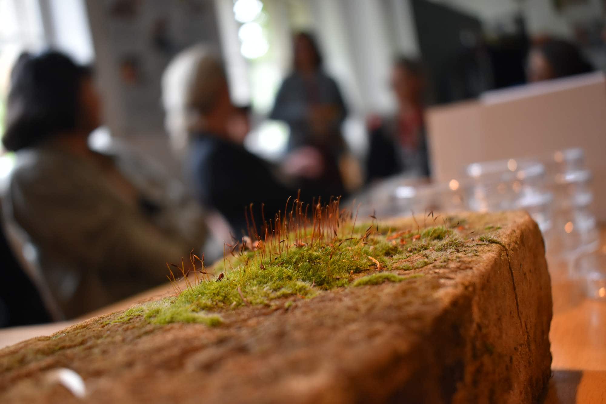Indoors. a brick with moss on it. blurred poople in the background