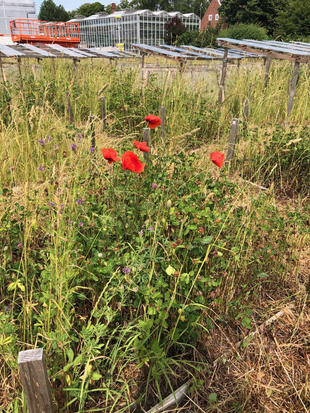 red flowers in a field with a greenhouse in the background