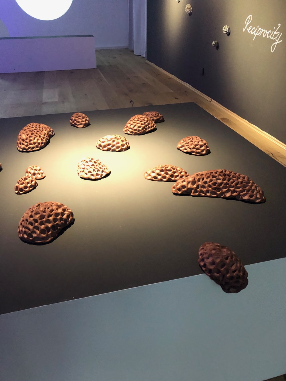 brown pod like objects on the floor and wall and the word "Reciprocity"