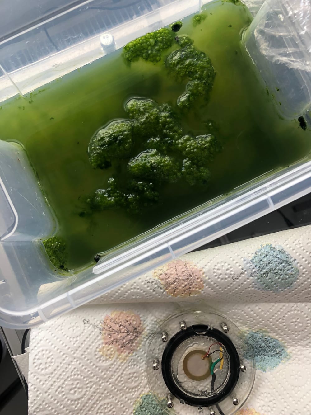 a plastic container with green algae and a round clear disc with wires