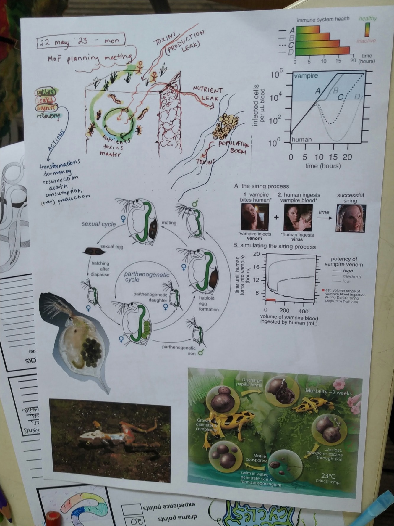 a diagram with drawings of plants and animals and natural processes as well as photos of a woman and of  a dead frog and of a water flea