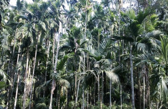 a forest of palm trees