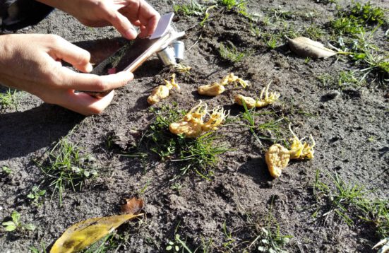 a hand holding a mobile phone with a DIY microscope attachment photographing root like objects on the soil