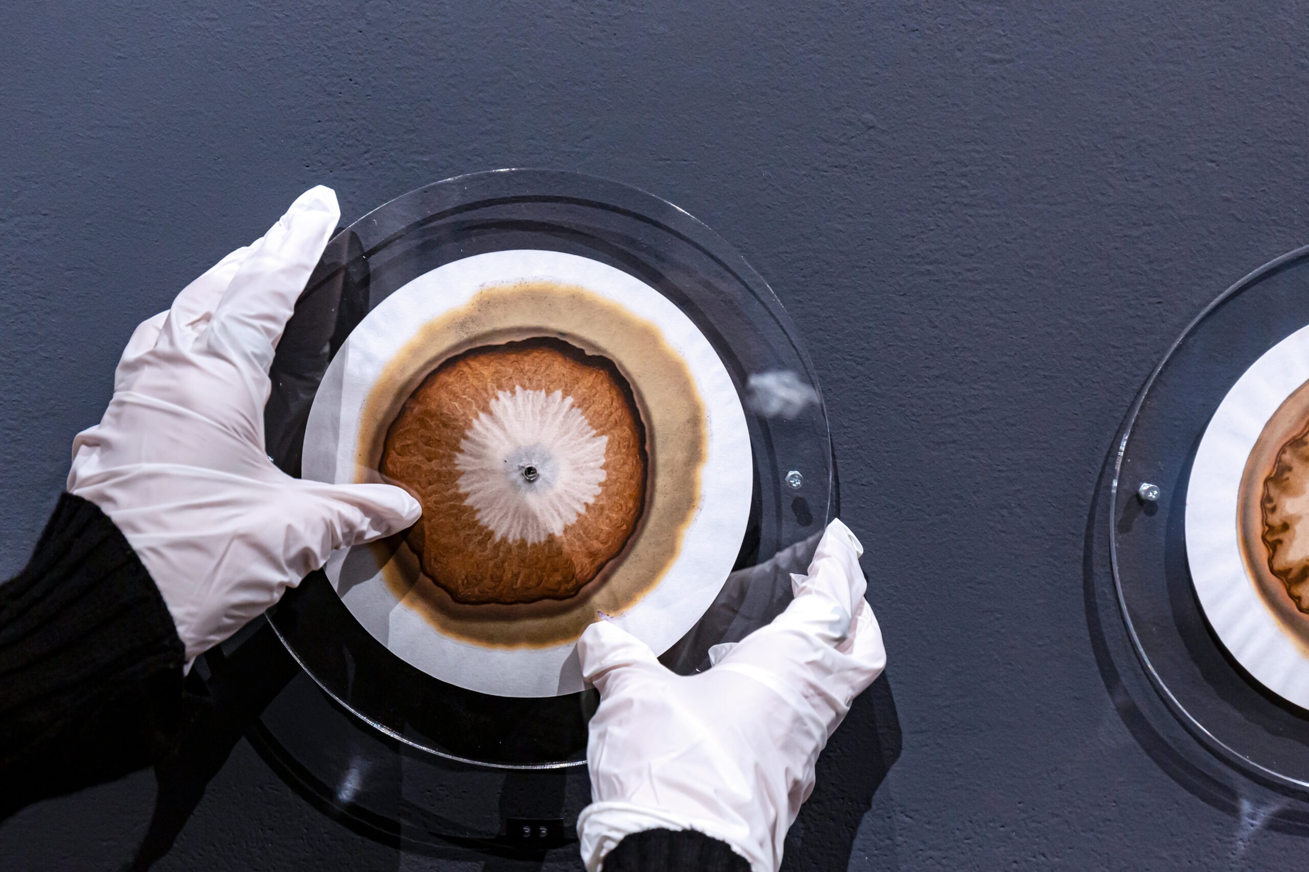 Close up of artwork discs on a grey wall, a person with white gloves removing one of the discs