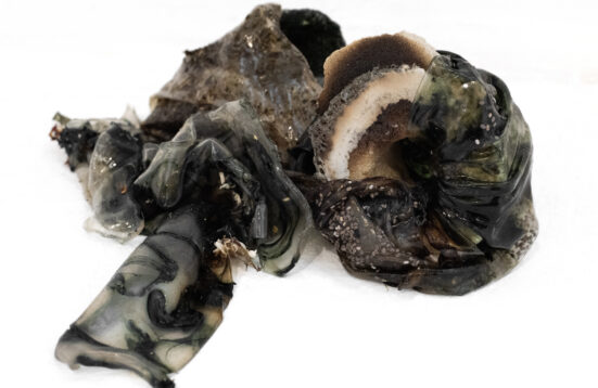 a sample of bioplastics made by the artist