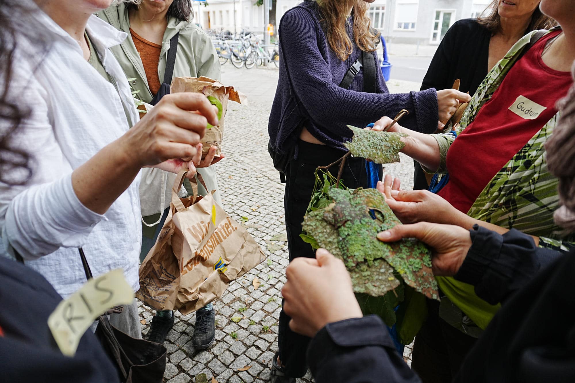 Hände halten eine mit Flechten bewachsene Baumrinde