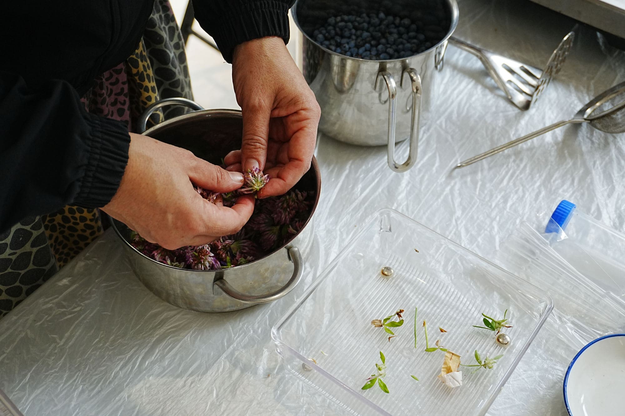 eine Hand, die Blumen in einen Kochtopf legt