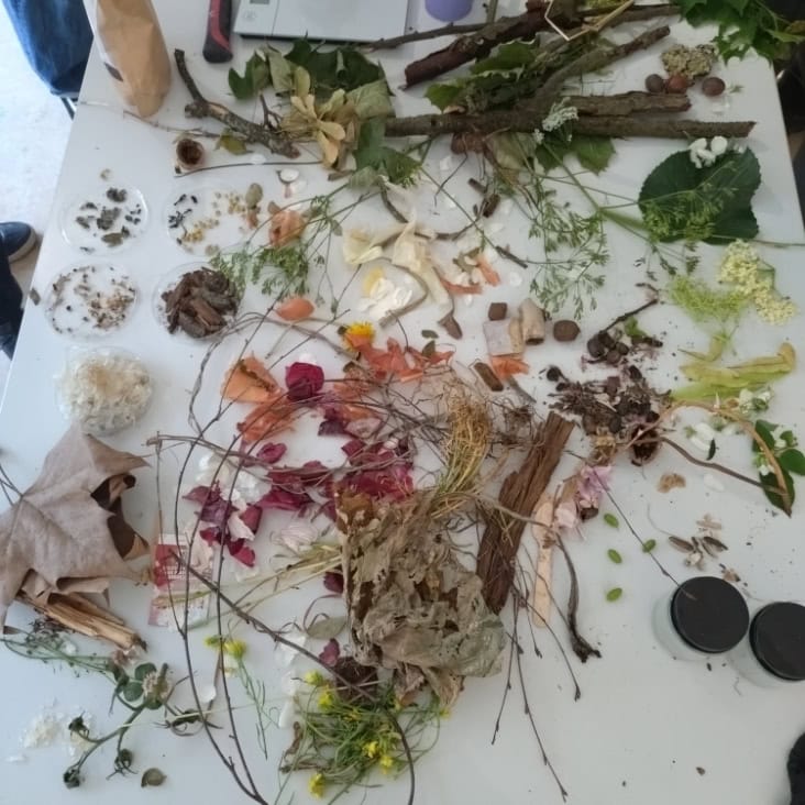 dried flowers and plants