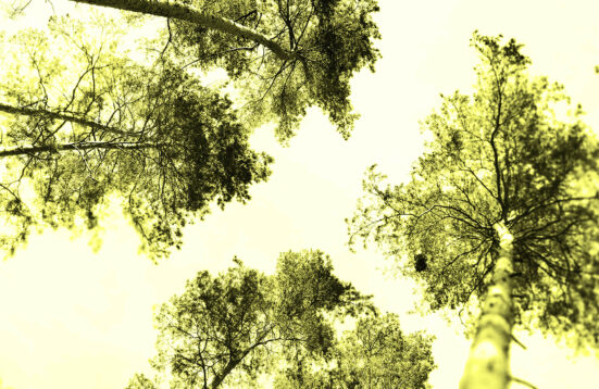 Trees photographed from below with a green-yellow cast to the photograph