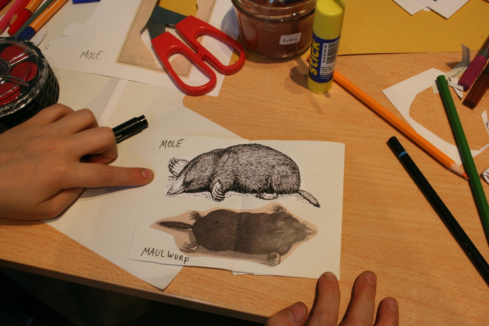 two hands and a drawing of a mole and the words:" Mole Maulwurf". A table with paper scissors and pencils