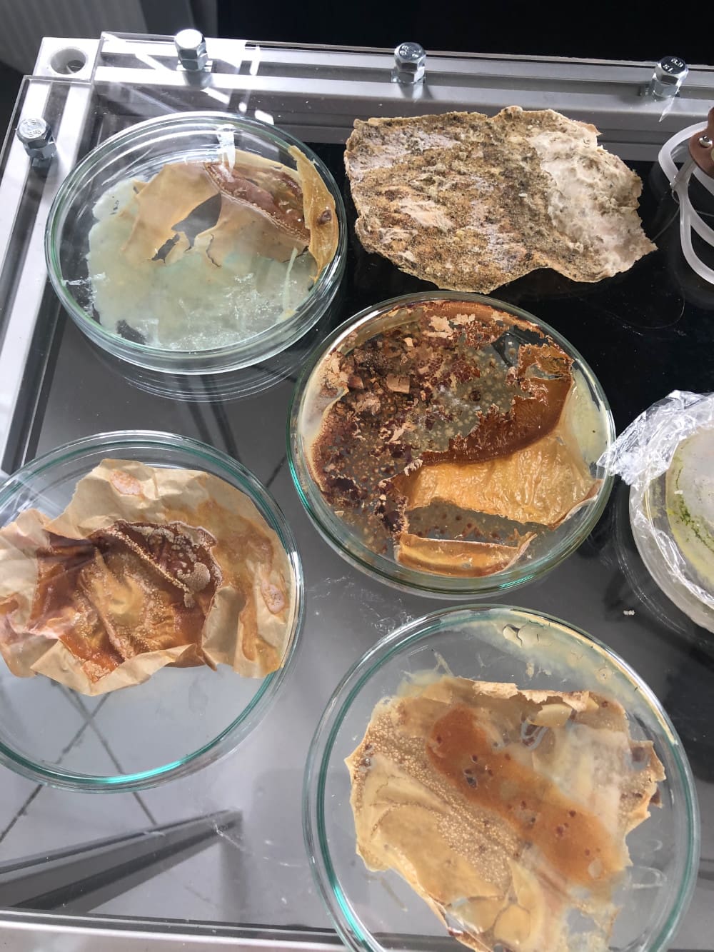 glass Petri dishes holding brown and beige material on a glass table