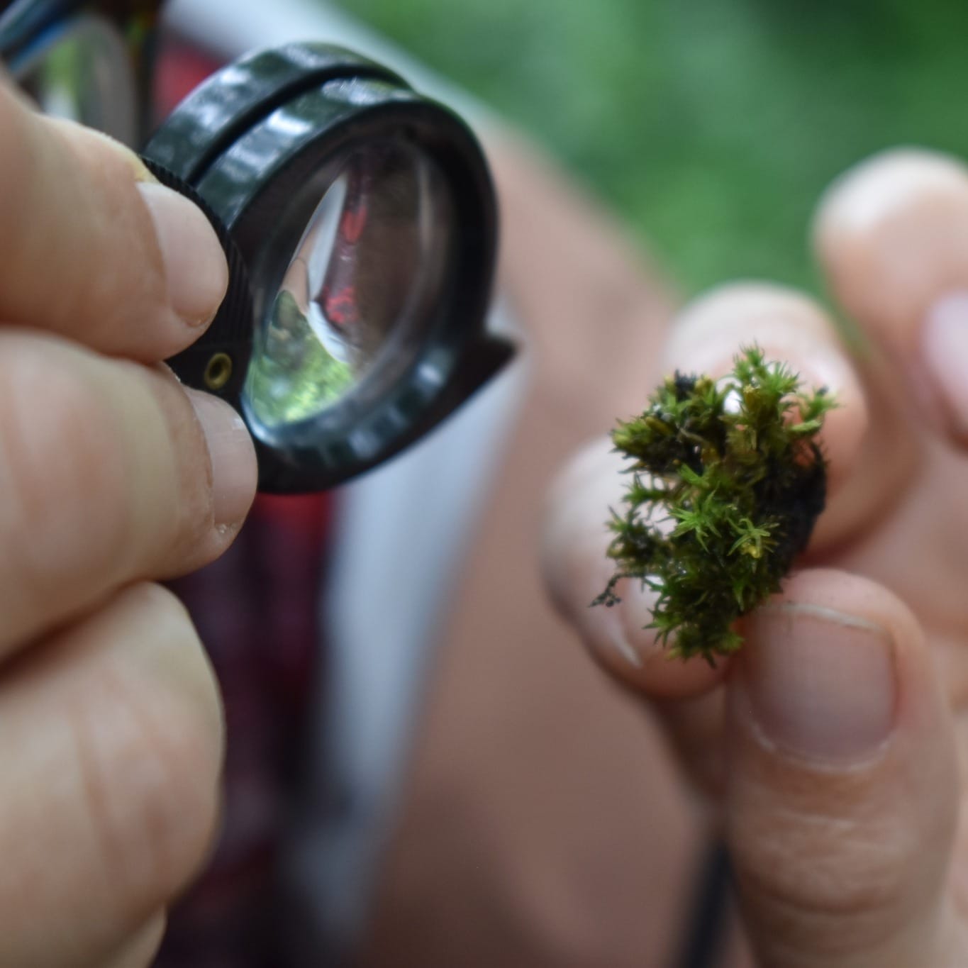 a hand holds a loop . another hand holds some moss