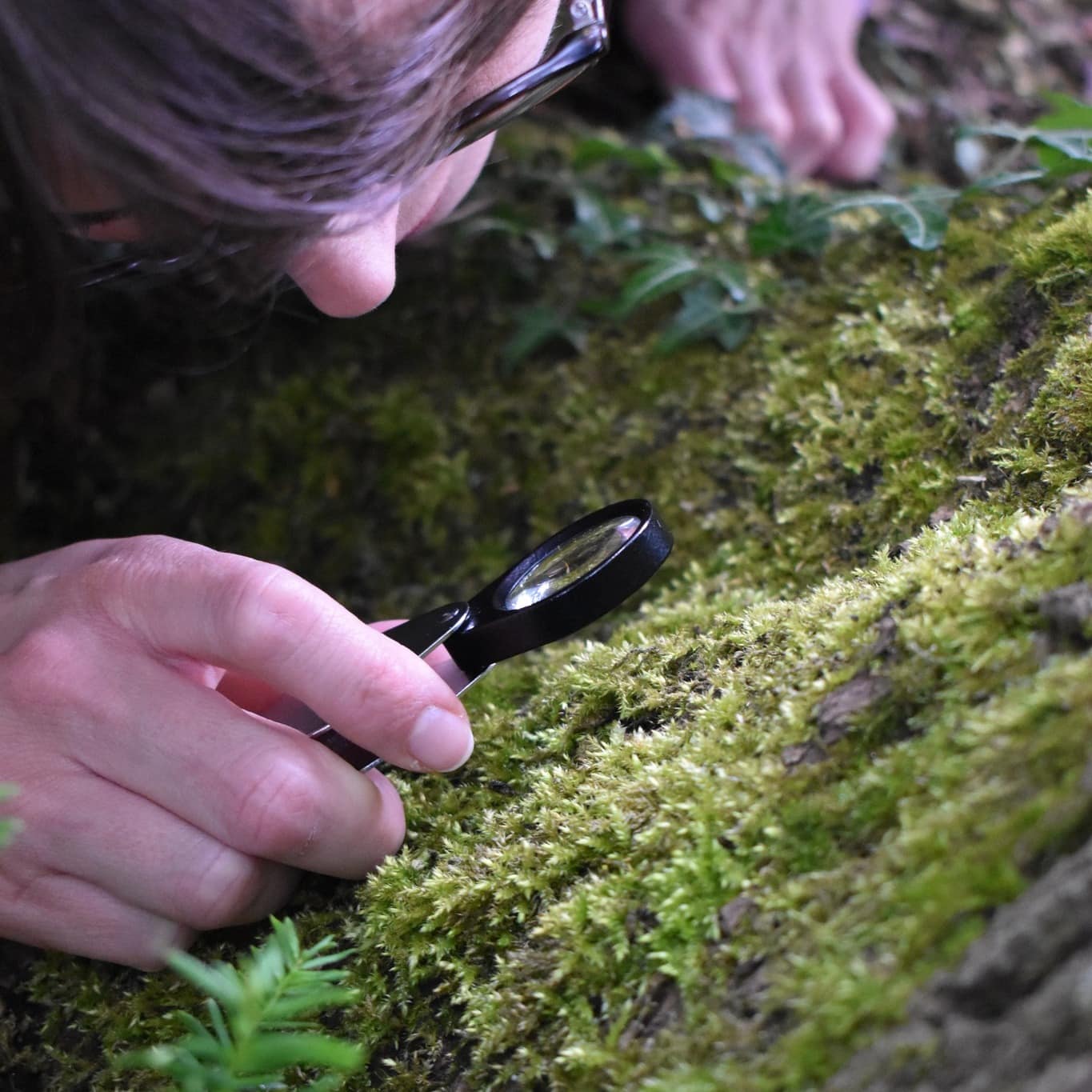 a person with a magnifying glass looks at moss
