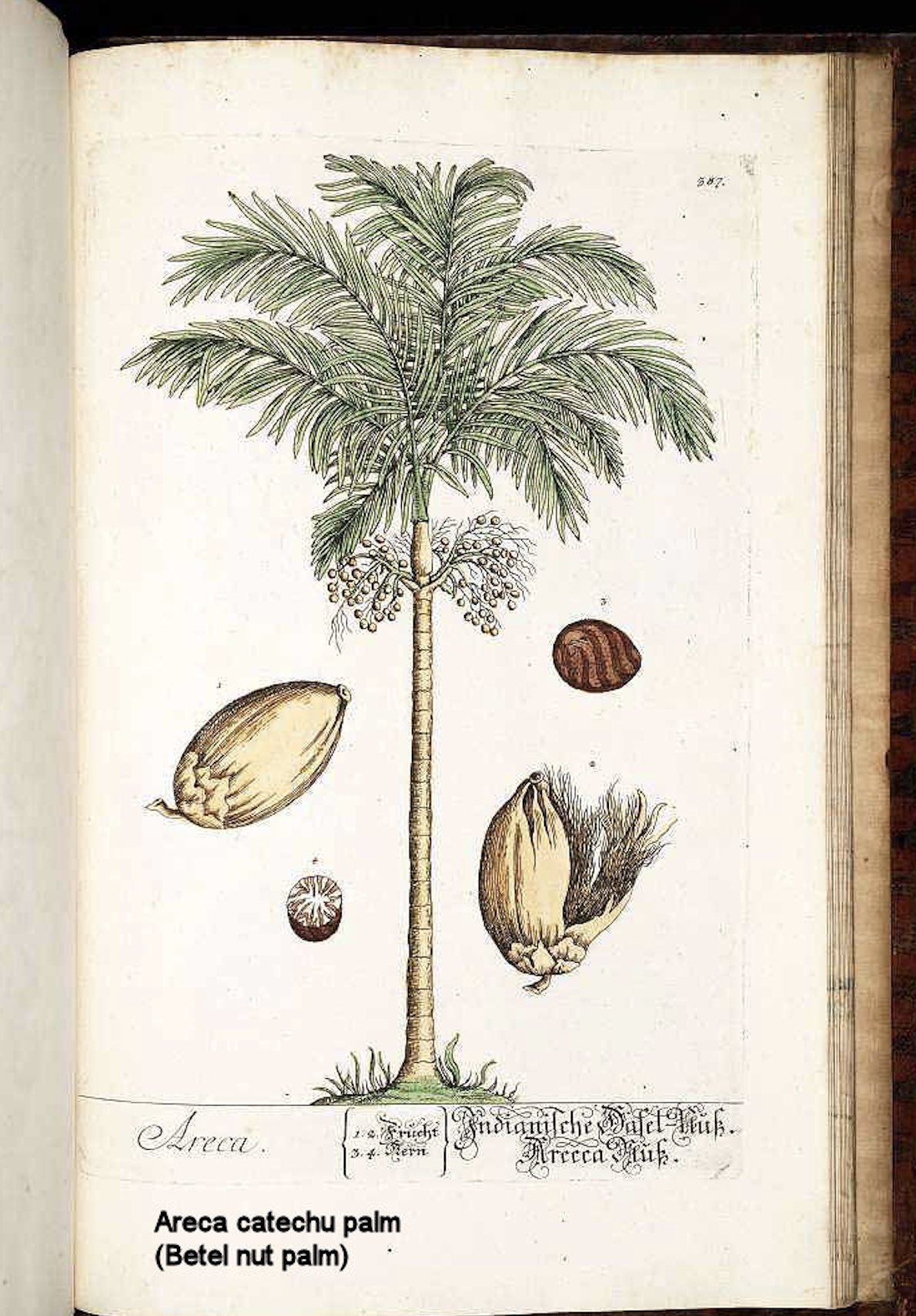a book opened to a page showing a drawing of a palm tree and nut. words Areca catechu palm (Betel nut palm)