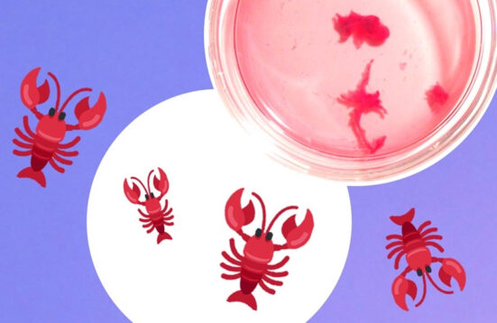 a drawing in bright colors of four small red lobsters and a Petri dish with a few smears of blood