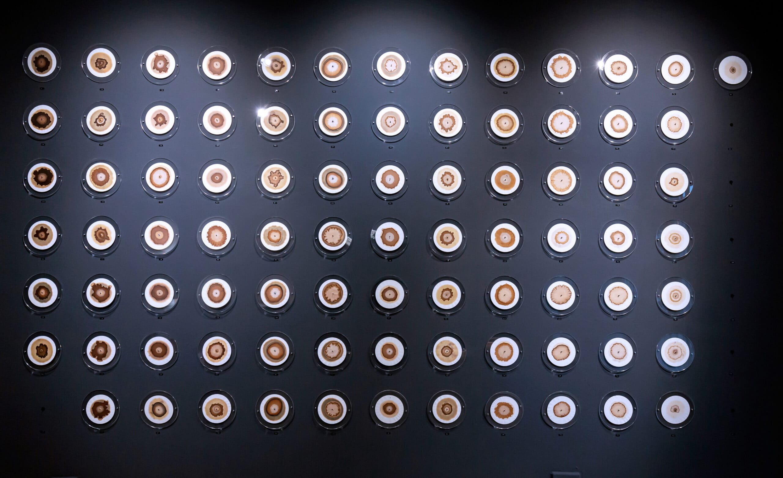 85 round disks with brown and beige circular forms on a grey wall