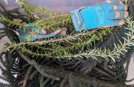 cut evergreen branches and blue gloves