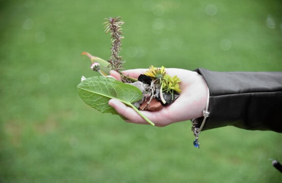 A hand holding leaves, flowers and stones
