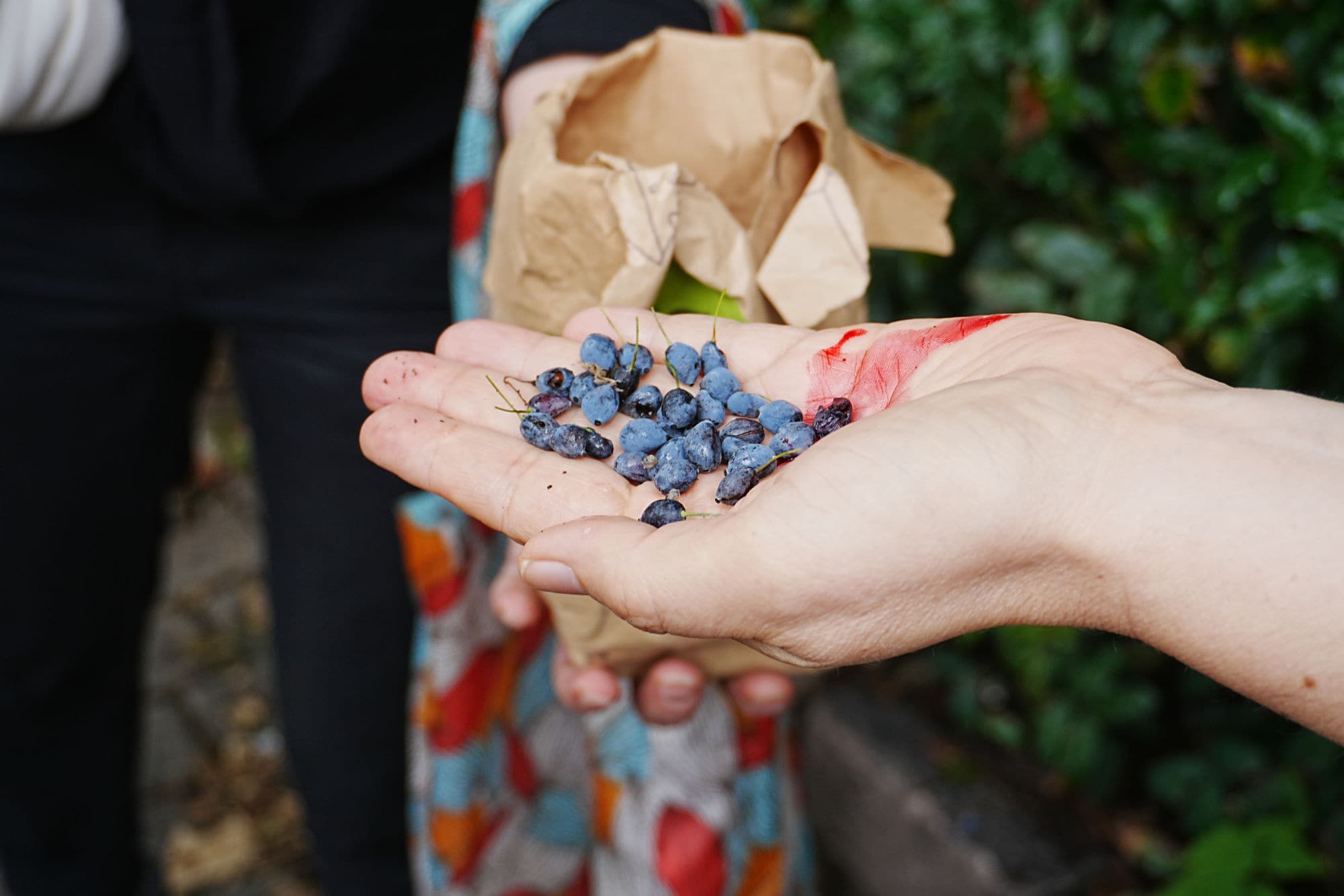 a hand holding blue berries