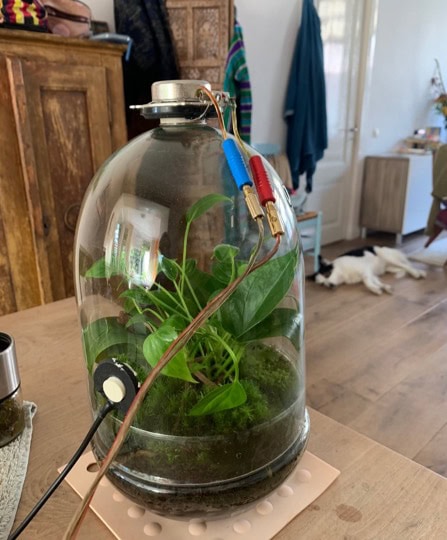 A plant in a bell jar with a small speaker and microphone attached